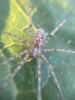 Tegenaria parietina